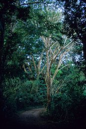 Arbre;-Archipel-des-Comores;-Forêt;-France;-Kaleidos;-Kaleidos-images;-La-parole-à-limage;-Laurent-Abad;-Mayotte;-Nature;-Océan-Indien;-Paysage;-Sentier;-Stories-Pictures;-Végétation